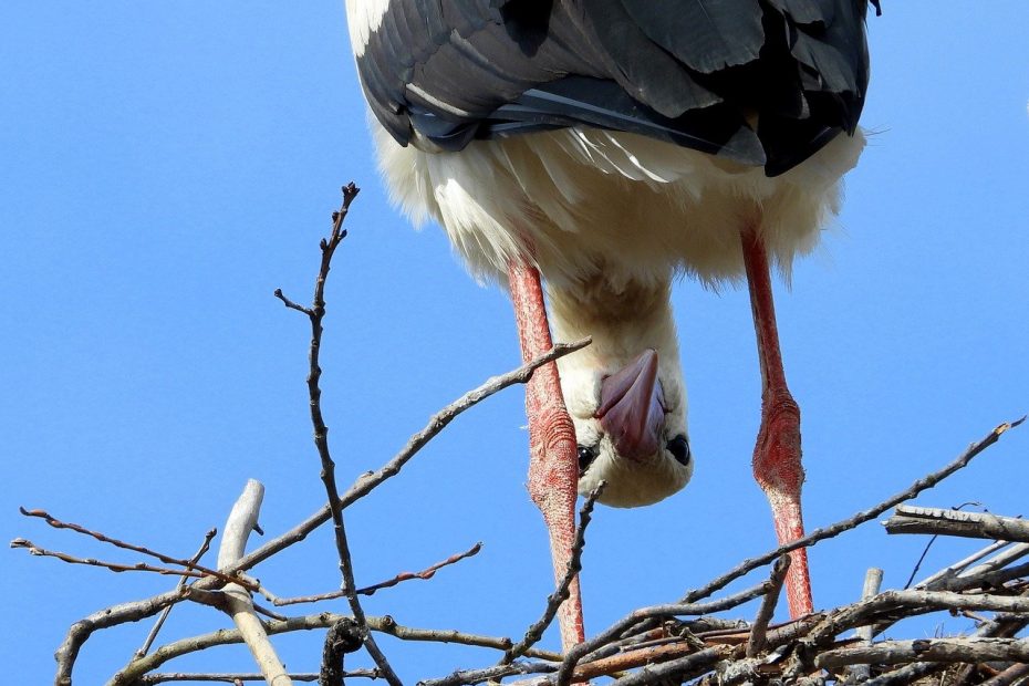 Prankster Bird